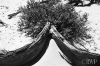 Fir